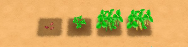 Adzuki Beans growth stages image