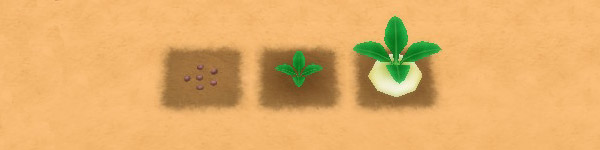 Turnip growth stages image